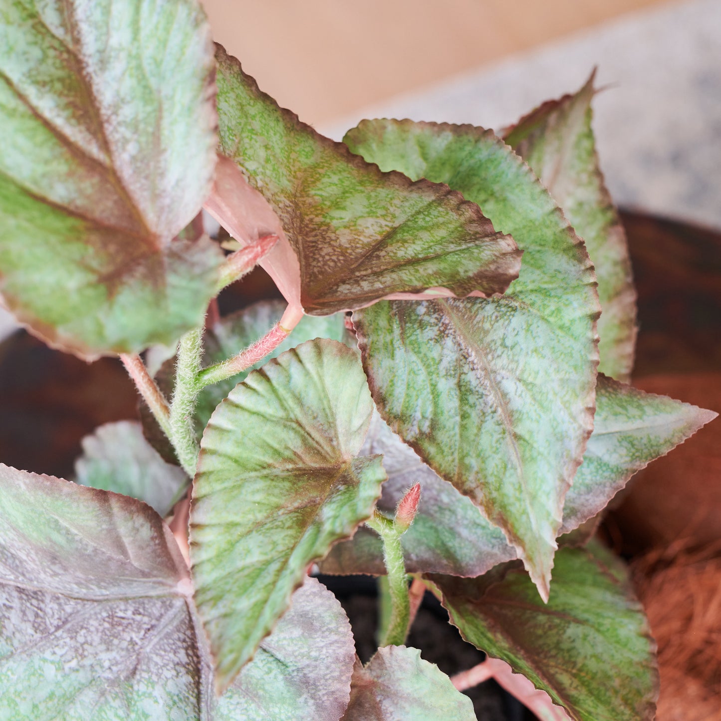 Mason Begonia Plant with Pot