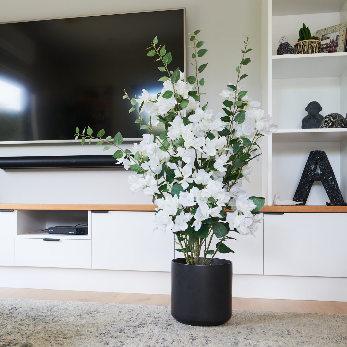 Vera Bougainvillea Plant with Pot