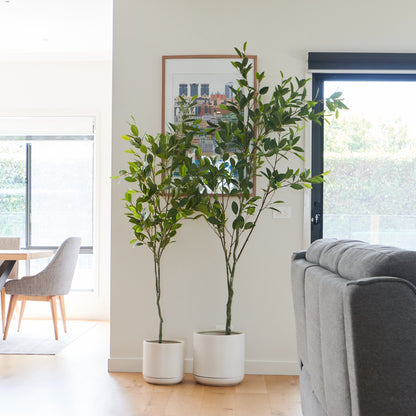 Clayton Citrus Tree with Pot