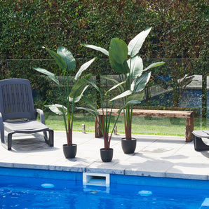 UV Resistant Bird of Paradise Plant