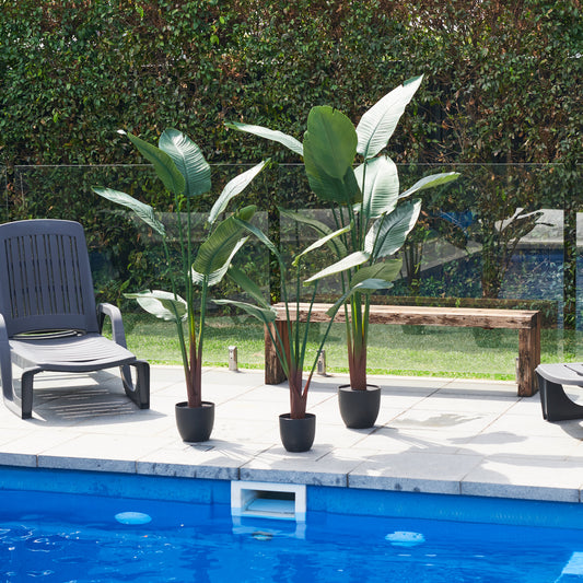 UV Resistant Bird of Paradise Plant
