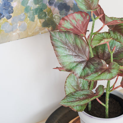 Mason Begonia Plant with Pot