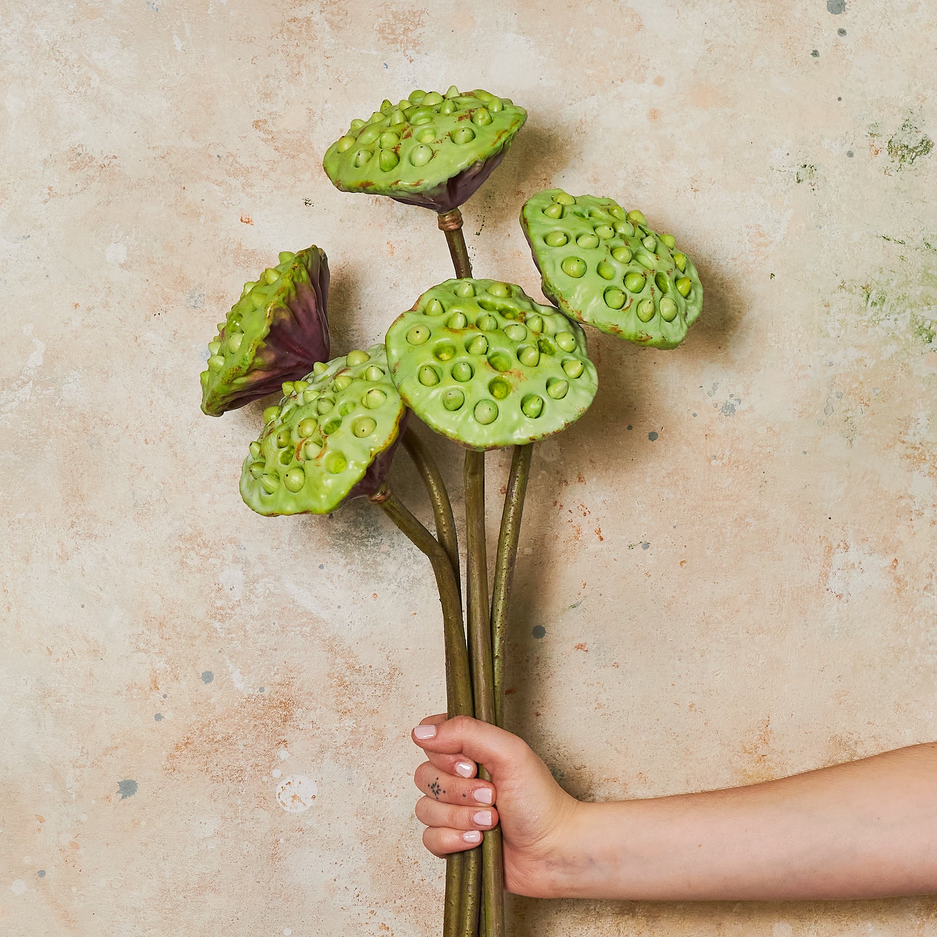 Lotus Flower Pod Lotus Pod Natural Bulk, Dried Pod