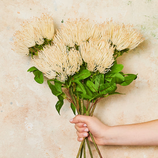 Wild Protea Real Touch Flower Stem