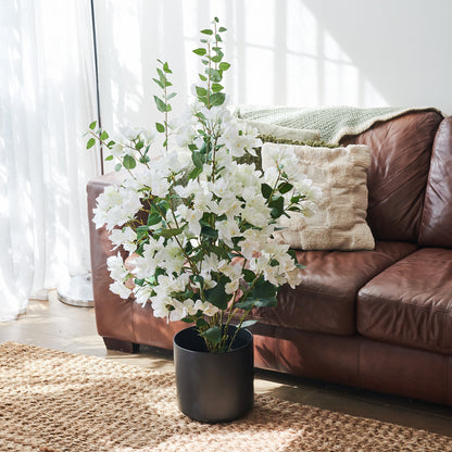 Vera Bougainvillea Plant with Pot