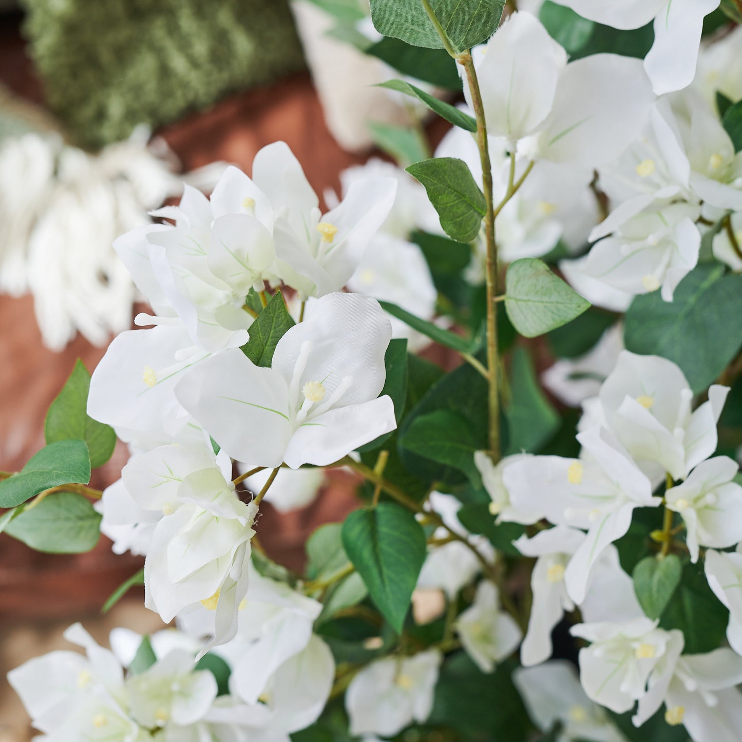 Vera Bougainvillea Plant with Pot