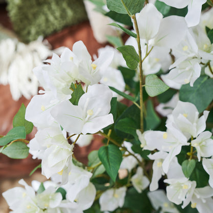 Vera Bougainvillea Plant with Pot