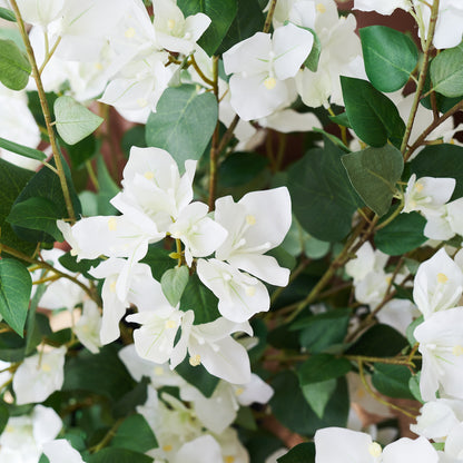 Vera Bougainvillea Plant with Pot