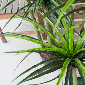 UV Resistant Dracaena Grass Tree
