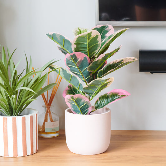 Penny Rubber Plant with Pot