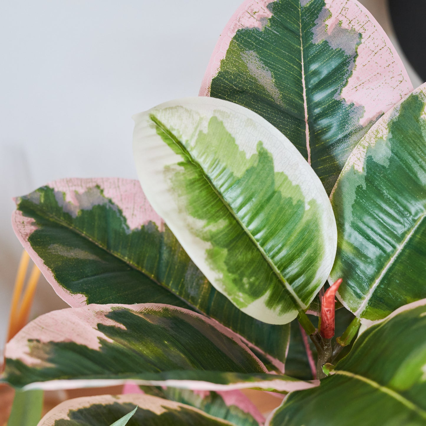 Penny Rubber Plant with Pot