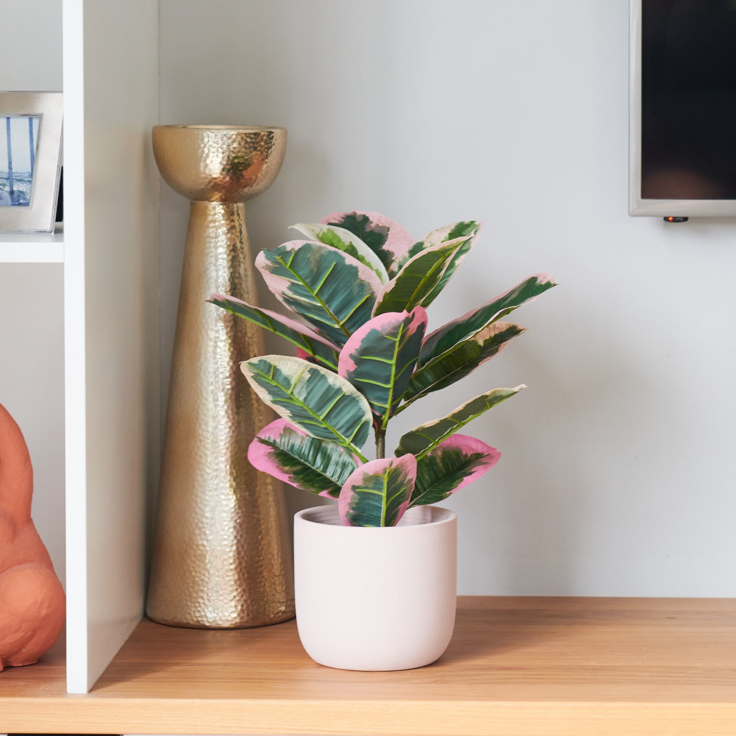 Penny Rubber Plant with Pot