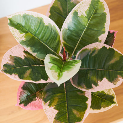 Penny Rubber Plant with Pot