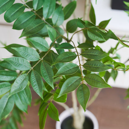 Akari Lacquer Tree with Pot