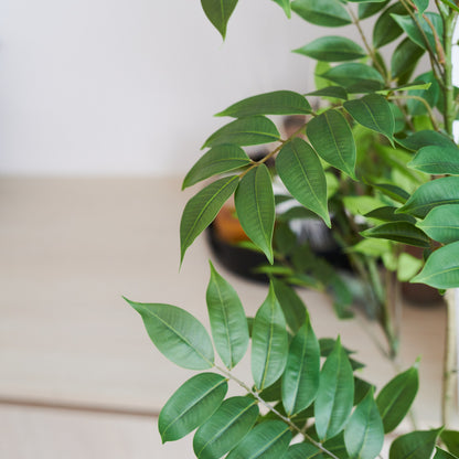 Akari Lacquer Tree with Pot