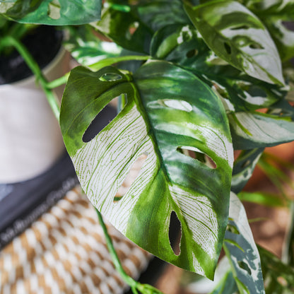 Parker Monstera Plant with Pot