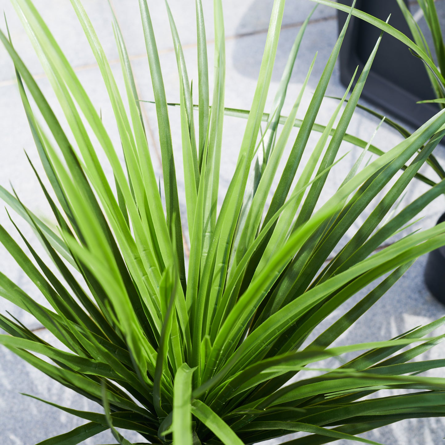 UV Resistant Yucca Plant