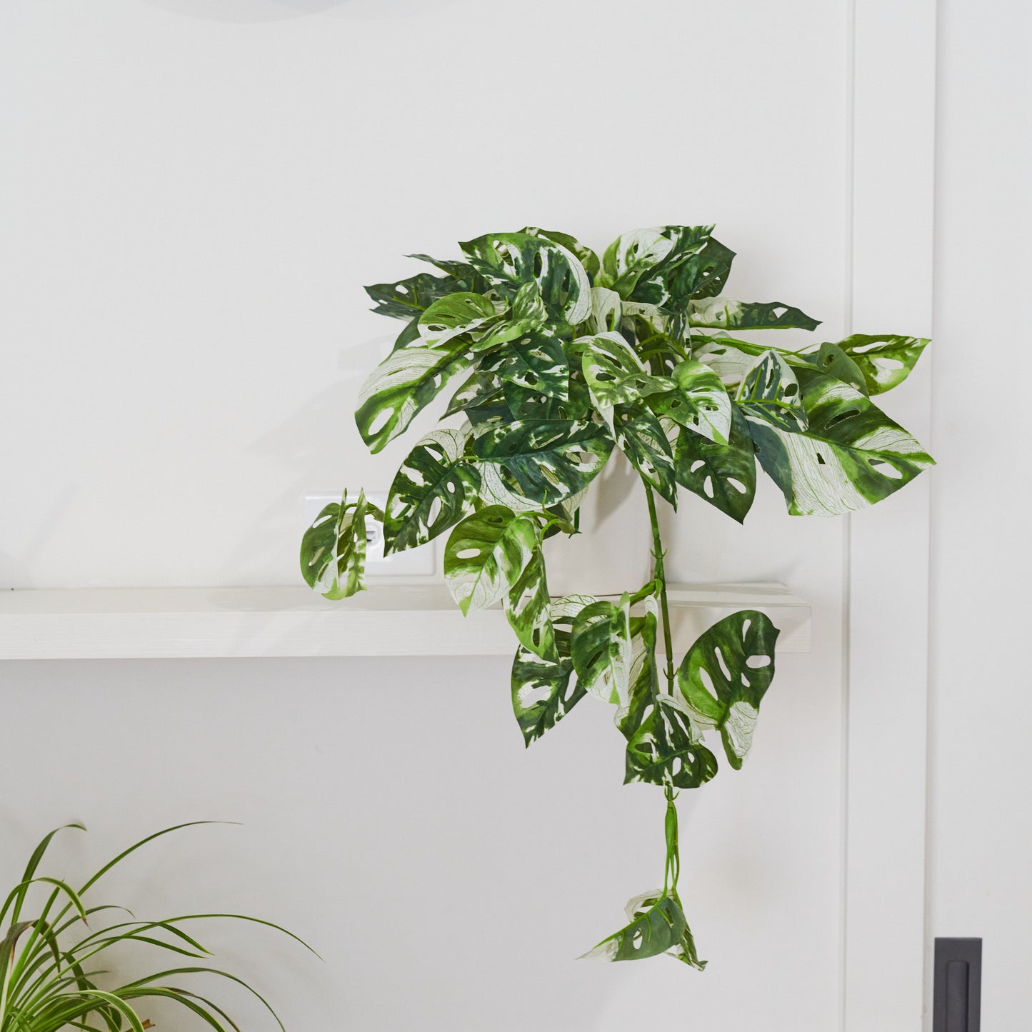 Parker Monstera Plant with Pot