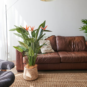 Tatum Bird of Paradise Plant