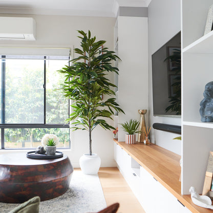 Lincoln Ficus Tree with Ceramic Pot