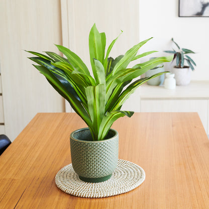 Jude Dracaena Plant with Pot