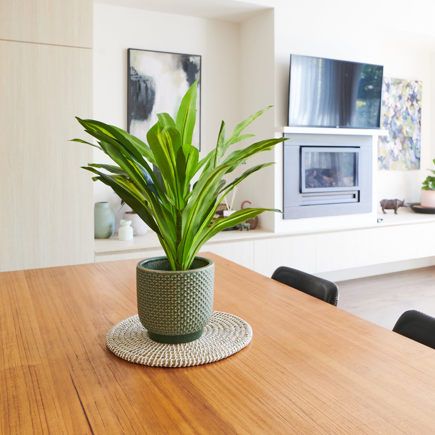 Jude Dracaena Plant with Pot