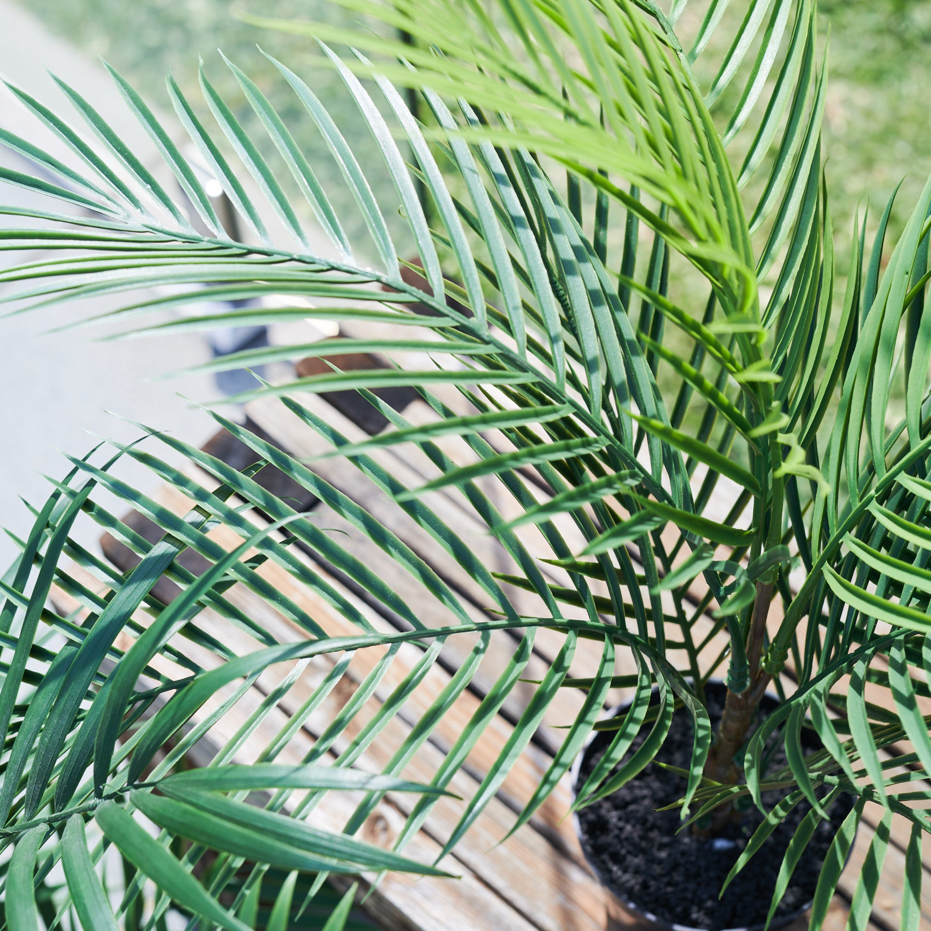 areca palm nz buy UV Resistant Areca Palm Tree