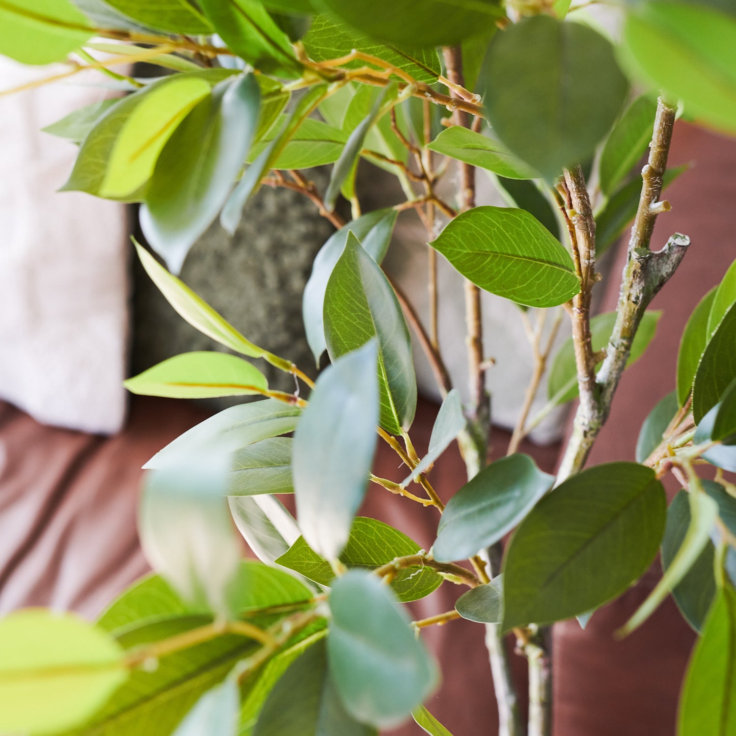 Clayton Citrus Tree with Pot