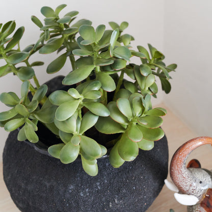 Lennox Jade Plant and Pot