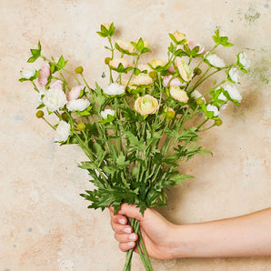 Ranunculus Spray Flower Stem