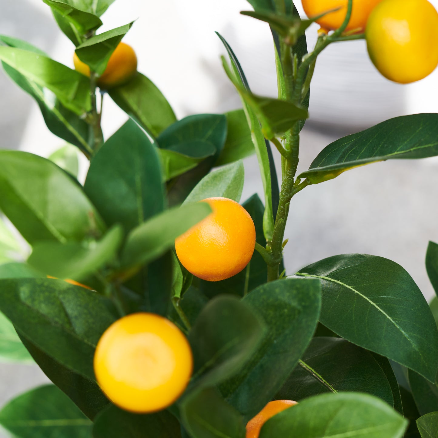 Wilbur Orange Tree with Pot