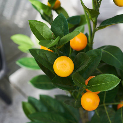 Wilbur Orange Tree with Pot