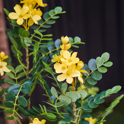 Leo Cassia Tree with Pot