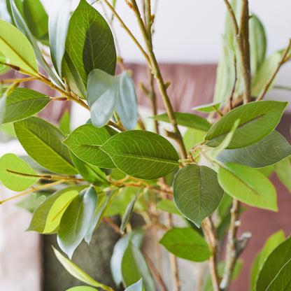 Clayton Citrus Tree with Pot