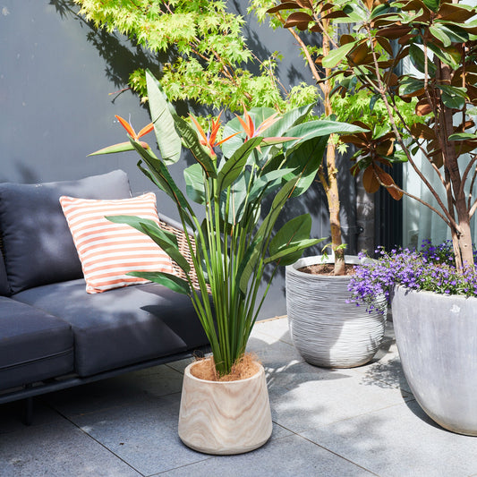 Tatum Bird of Paradise Plant with Pot