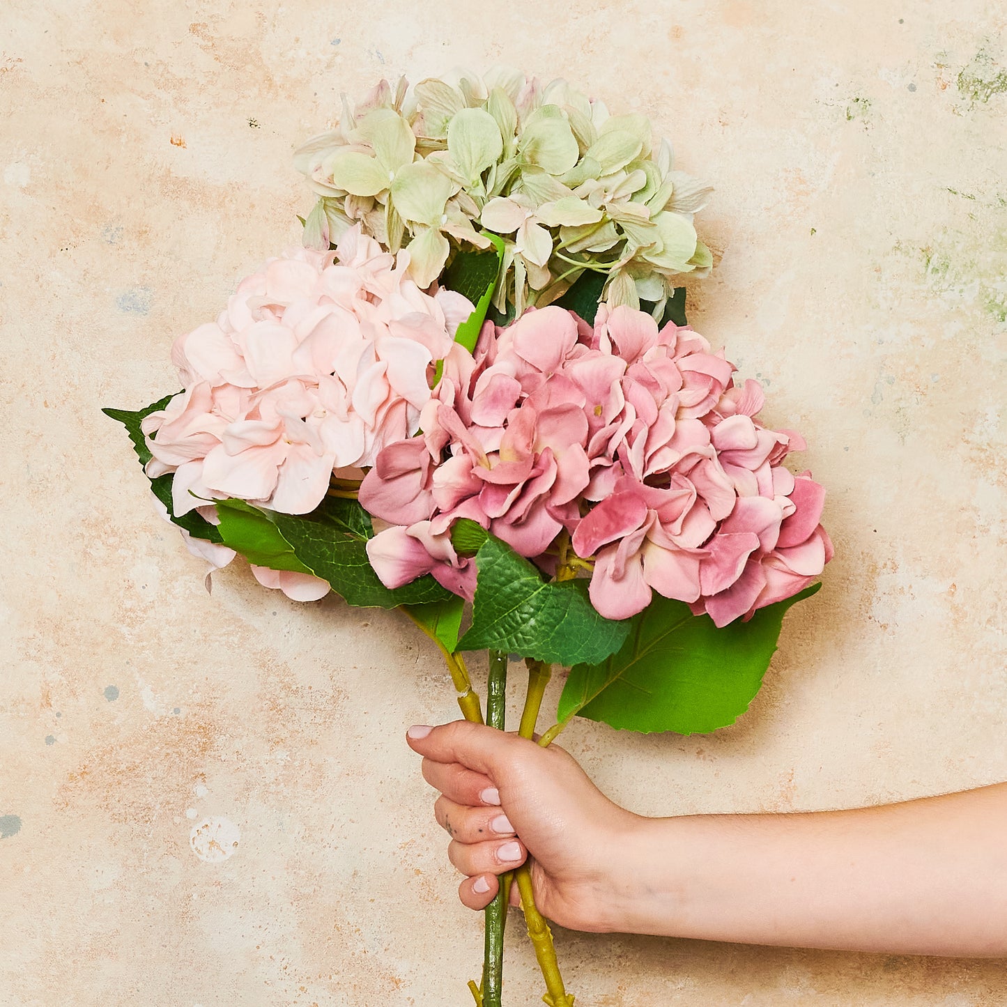 Hydrangea Flower Stem