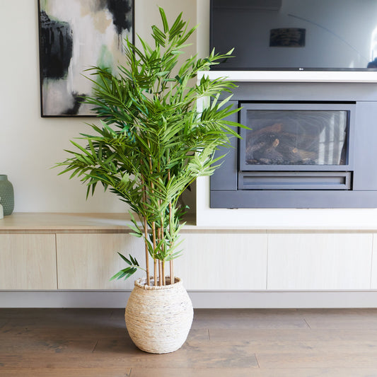 Lucky Bamboo Tree with Wicker Pot