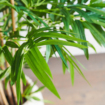 Sloane Bamboo Tree with Wicker Pot