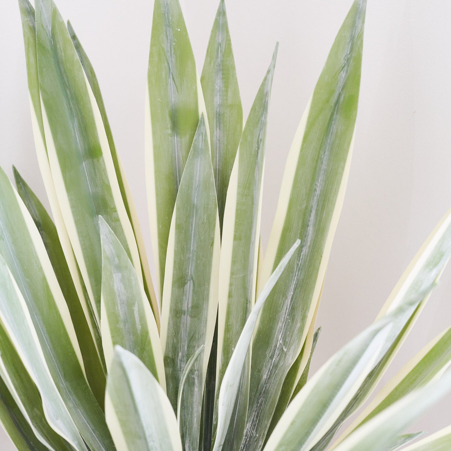 Santiago Agave Plant with Pot