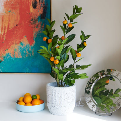 Wilbur Orange Tree with Pot