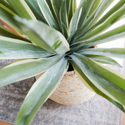 Santiago Agave Plant with Pot