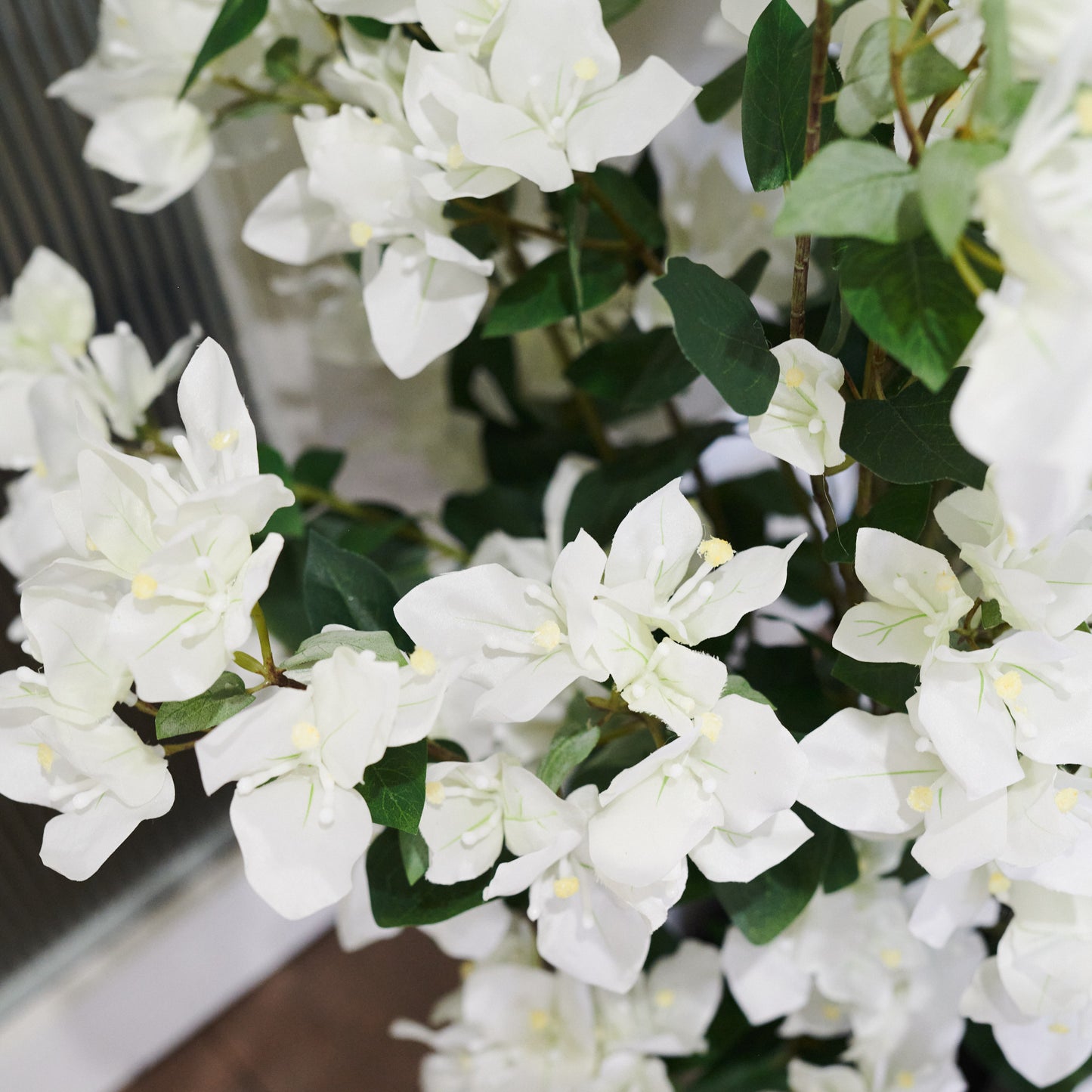 Vera Bougainvillea Plant with Pot