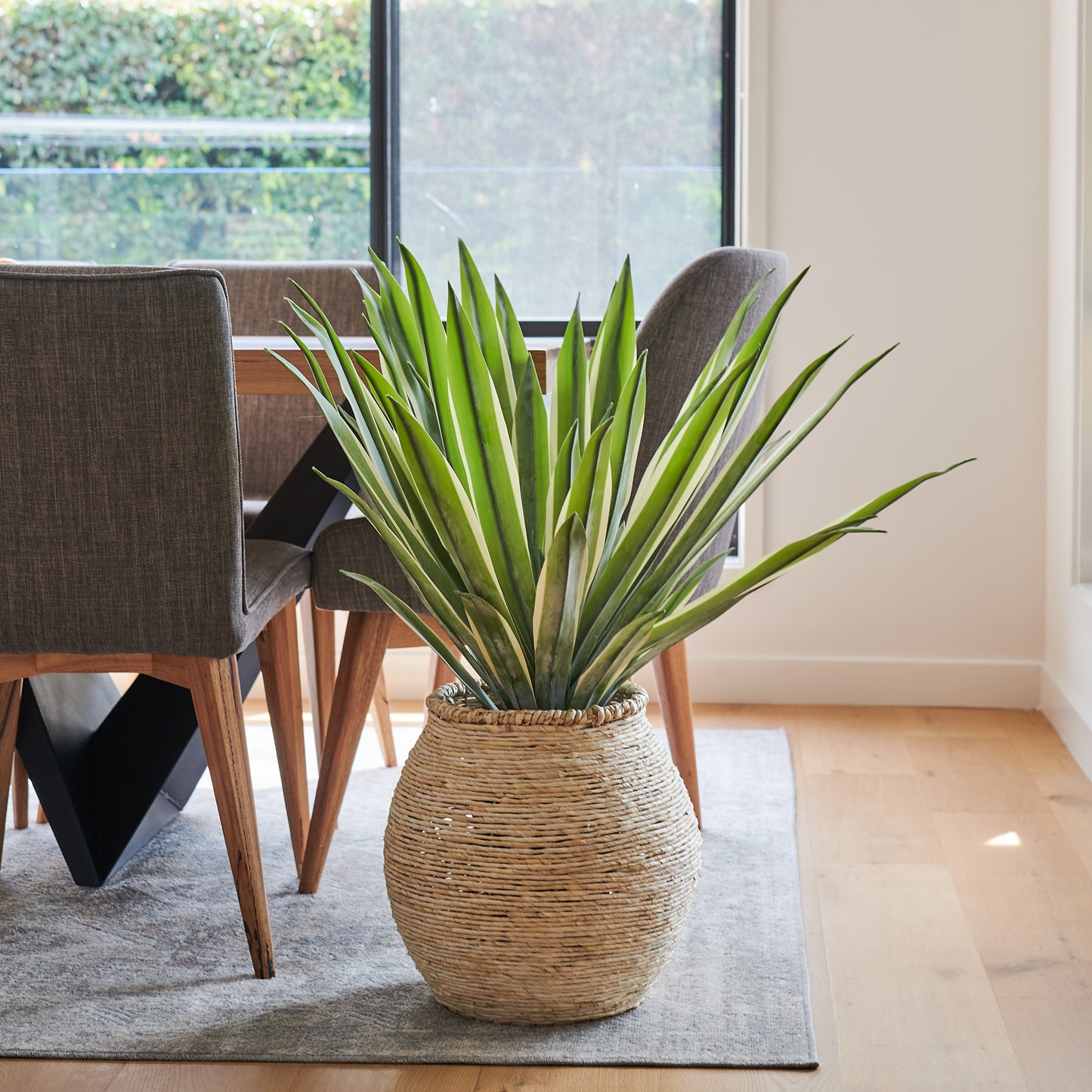 Santiago Agave Plant with Pot