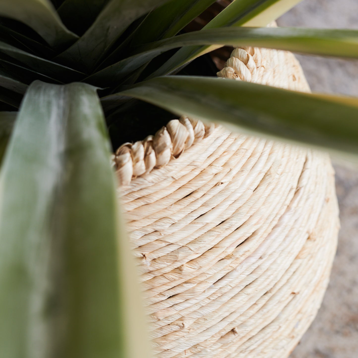 Santiago Agave Plant with Pot