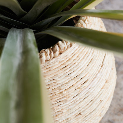 Santiago Agave Plant with Pot