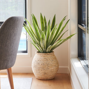 Santiago Agave Plant with Pot