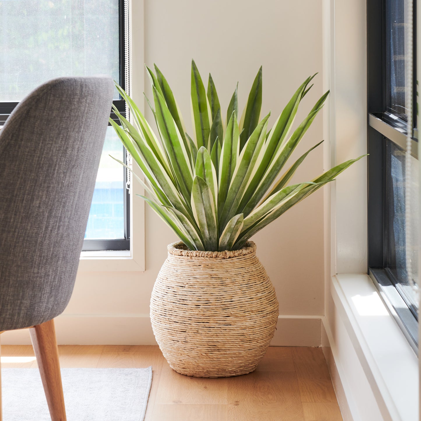 Santiago Agave Plant with Pot