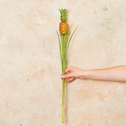 Pineapple Fruit Stem