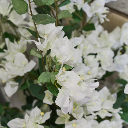 Vera Bougainvillea Plant with Pot