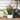 Angus Kangaroo Paw Plant with Pot